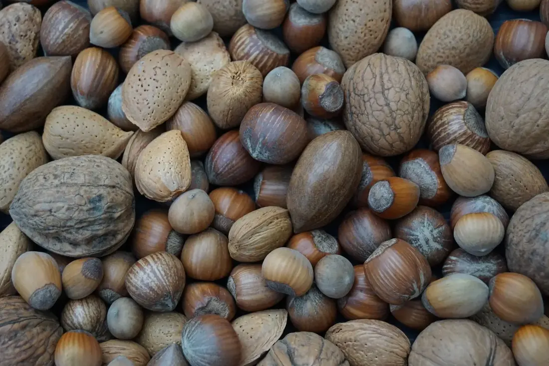 Pile of hazelnuts in shell