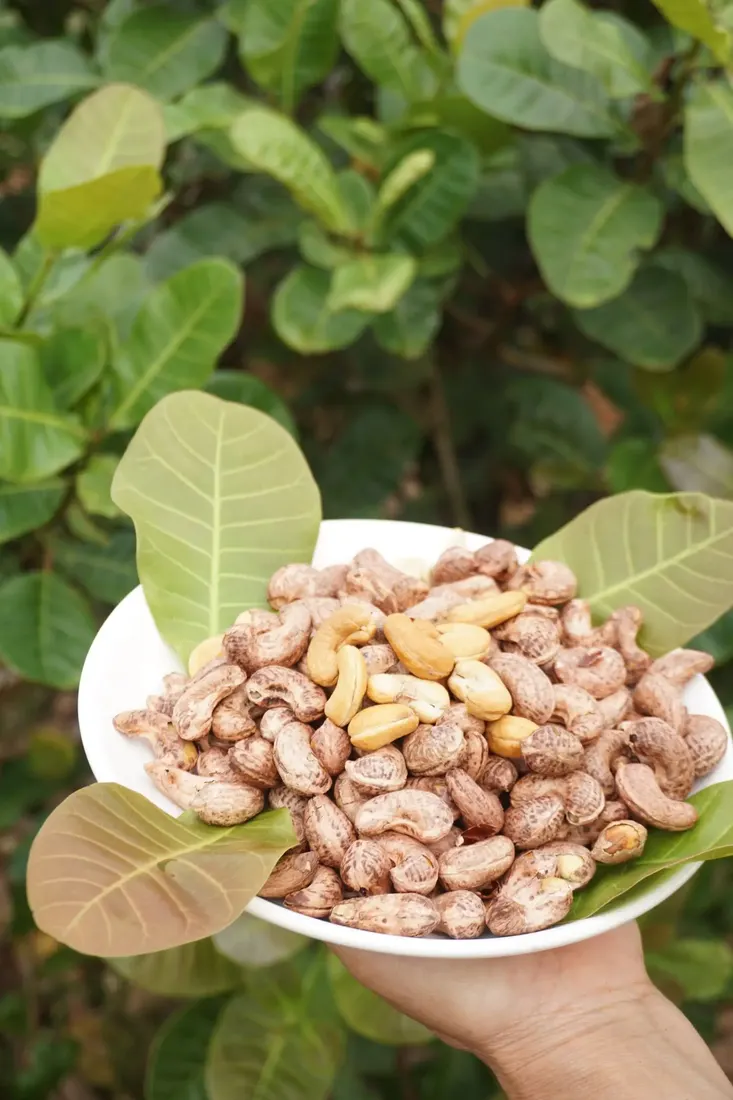 Pistachio kernels in a scoop